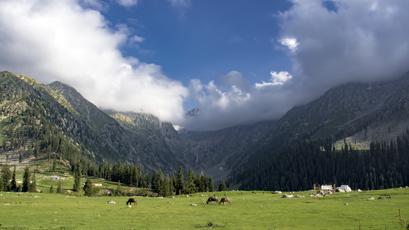 grounds, scene, day, animal, beauty in nature, green, land, meadows, mammal, domestic animals, kpk, nature, mountains, range, green color, nikon, no people