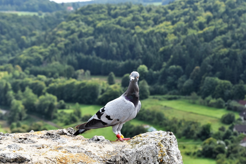 animal themes, streitberg, solid, one animal, focus on foreground, stones, nature, animal wildlife, outdoors, bird, pigeon, castle ruins, day, rock, beauty in nature