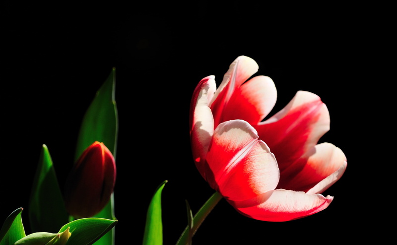 flower head, Tulip, fragility, indoors, close-up, Aero, Leaves, plant, white, vulnerability, Green, 4K, Black, Dark, Spring, red, flora, beauty in nature