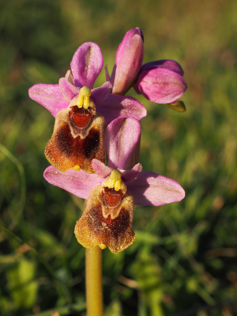 bloom, orchid, no people, fragility, day, beauty in nature, pollen, flower, vulnerability, ophrys tenthredinifera, pollination, orchidaceae, growth, flowering plant