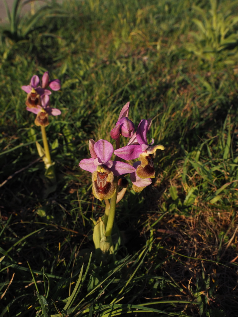 ophrys tenthredinifera, blossom, field, freshness, flower, close-up, no people, land, day, vulnerability, bloom, plant, nature, inflorescence, petal, pink color