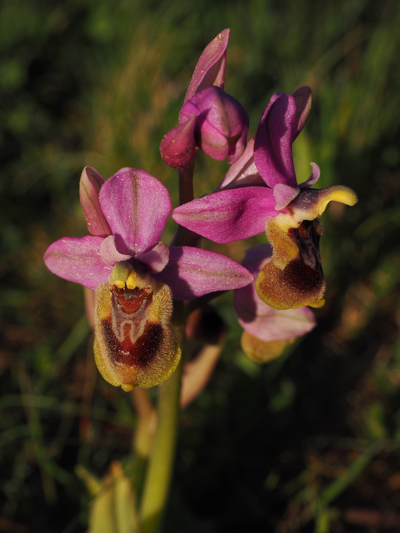 outdoors, close-up, blossom, orchid, freshness, vulnerability, petal, field, purple, kerf loz, pink color, orchidaceae, nature, land, bloom, flower head