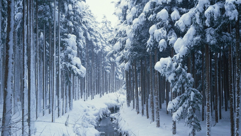 nature, winter, photography, black, white, 3d and abstract, snow, 1080P, path, forest, covered