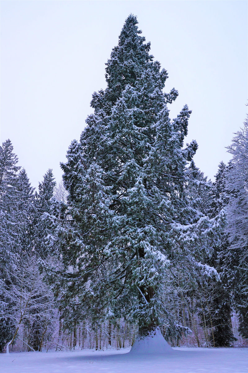 frost, fir, conifer, landscape, tuttlingen, weather, periwinkle, covering, germany, green, season, pine, tranquility, large, coniferous tree, growth, mammoth
