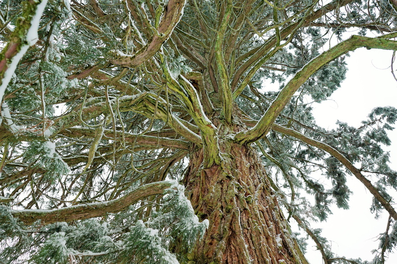 conifer, record, vacations, more, leaf, neuhausen, season, hike, growth, 5K, fir tree, tree trunk, needle, tranquility, green color, forest, holidays