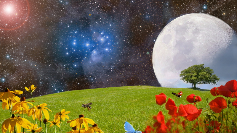 fantasy art, starry night, night, field, flowers, starlight, 4K, night sky, fantasyland, poppy, full moon, moon