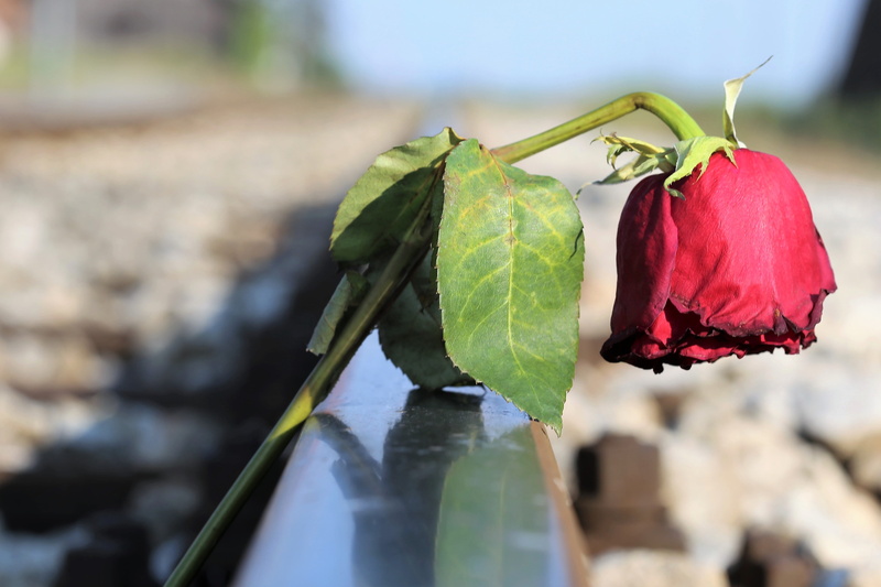 loving memory, misery, vulnerability, traumatic, growth, tragic, rail, wilted plant, flowering plant, leaf, sepal, rose, track, day, plant part, outdoor