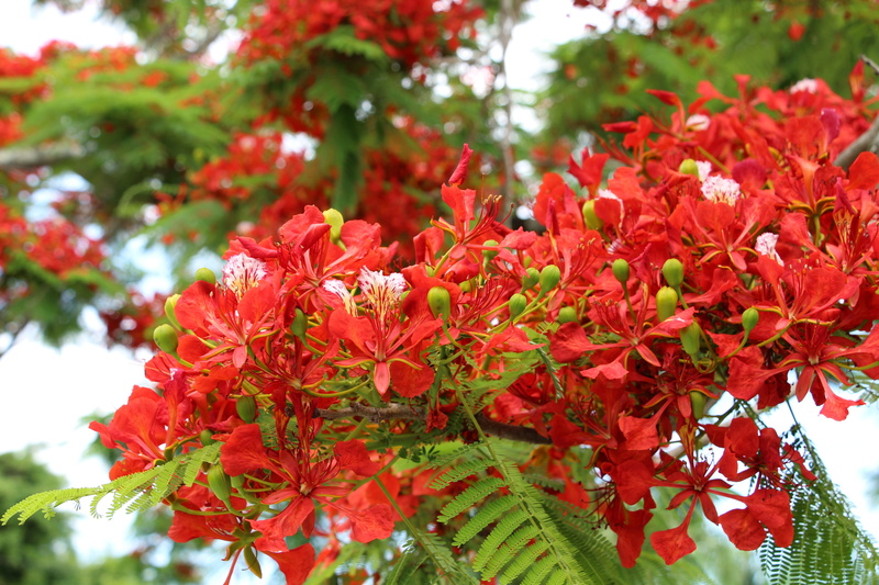 day, trees, focus on foreground, vulnerability, garden, growth, leaf, plant, freshness, bunch of flowers, 5K, flamboyant, beauty in nature, flowering plant