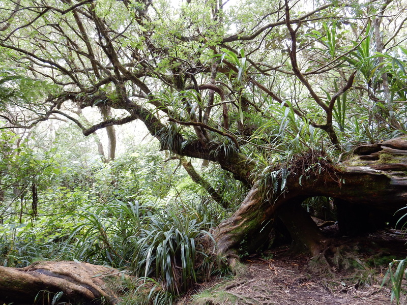 land, scenics - nature, tree trunk, scenics, non-urban scene, day, green color, outdoors, growth, no people, woodland, Reunion Island, tranquil scene, beauty in nature