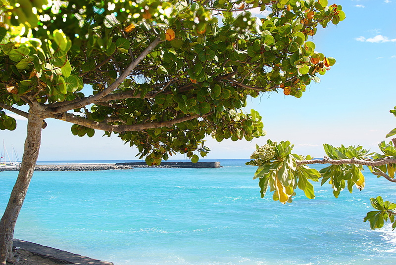 leaves, beauty in nature, waves, plant part, port, day, vacations, scenics - nature, Leisure, Sea, indian ocean, Beach, sunlight, tropical climate, sea