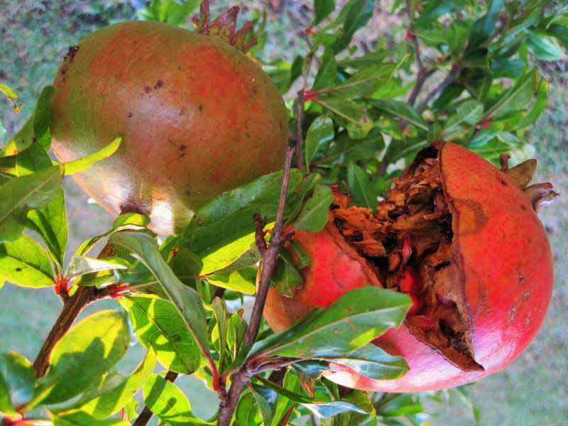 healthy eating, food, plant part, freshness, growth, round, food and drink, beauty in nature, organic, outdoors, 1080P, agriculture, tree, pomegranate