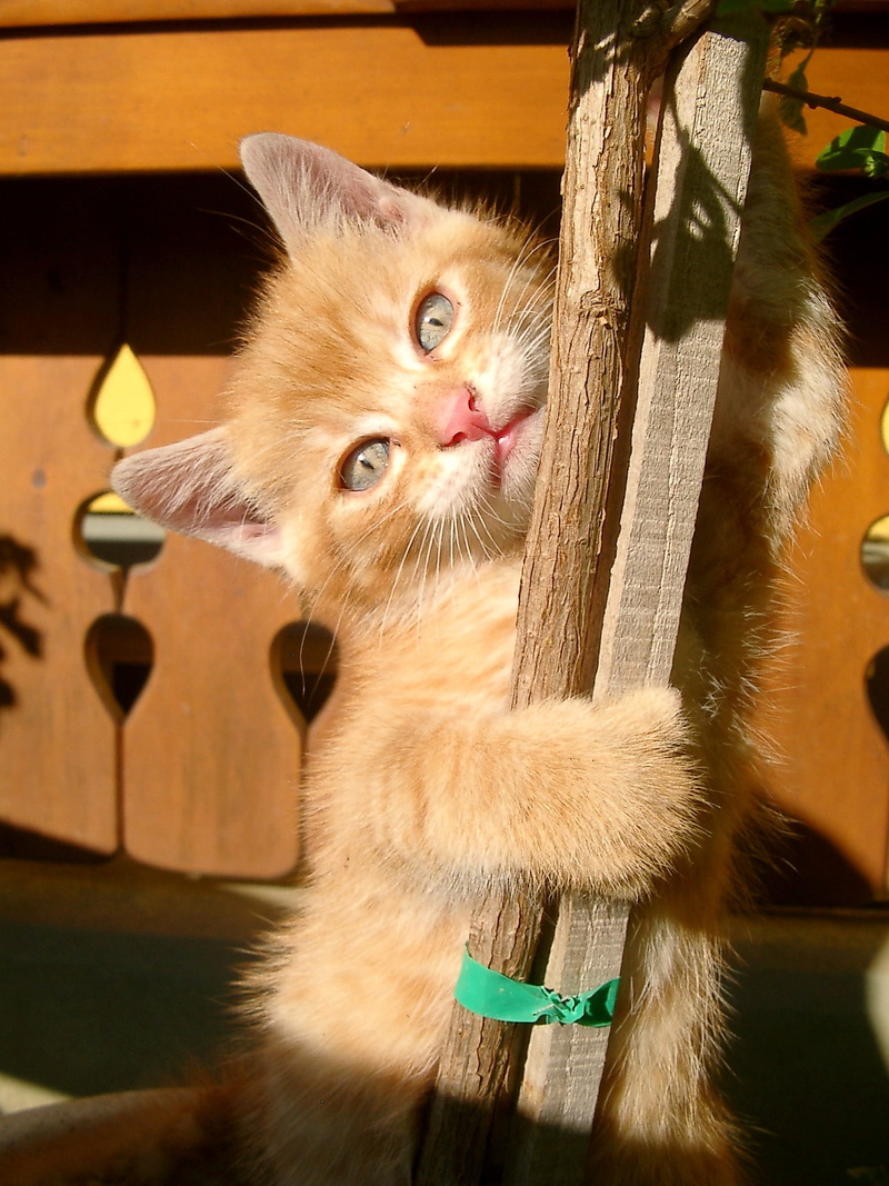 one animal, young, garden, kitten, whisker, focus on foreground, cute, cat, face, day, hanging, pose, wood - material, branch, curious, white, animal, adorable