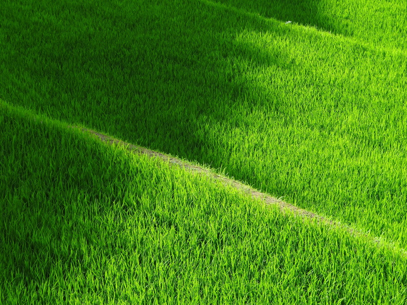 field, plant, pattern, summer, lush Foliage, green Color, asia, full frame, rice - Cereal Plant, freshness, outdoors, rice field, no people, grass, green