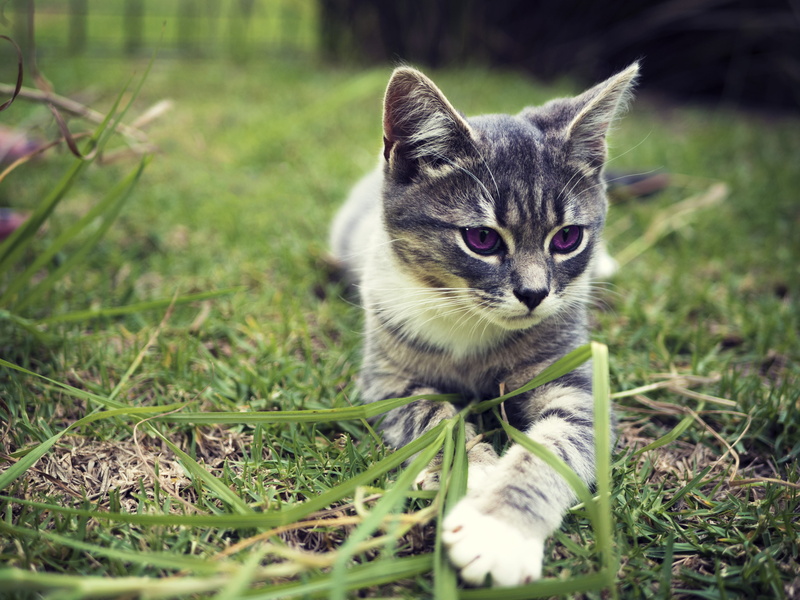 day, look, domestic cat, tabby, curious, play, domestic, kitty, lying, pet, looking at camera, gray, face, kitten, domestic animals, pets, veterinary, 4K
