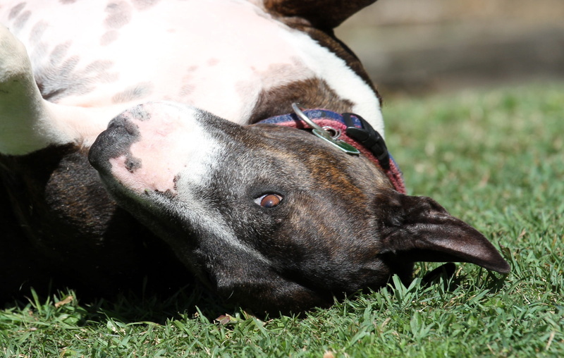 bull terrier, roll, bullterrier, pets, domestic animals, muzzle, nose, happy, face, day, sunshine, puppy, plant, roman, field, relaxation, brown, cute