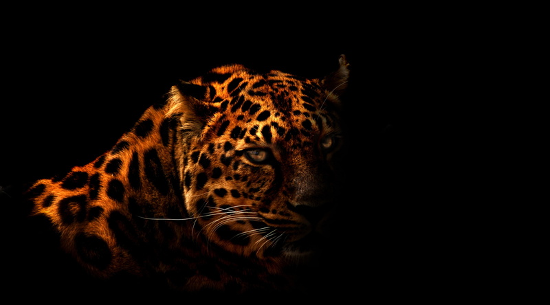  animal themes, copy space, carnivora, dark, no people, animals in the wild, vertebrate, whisker, animal head, mammal, Black, animal wildlife