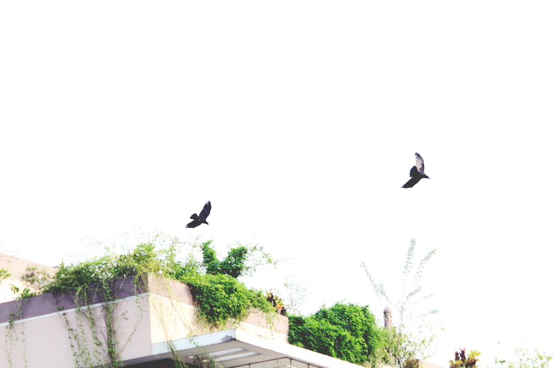outdoors, mid-air, spread wings, soul, background, spell, dark, magic, no people, plant, green, light, dom, rooftop, afternoon, group of animals, architecture