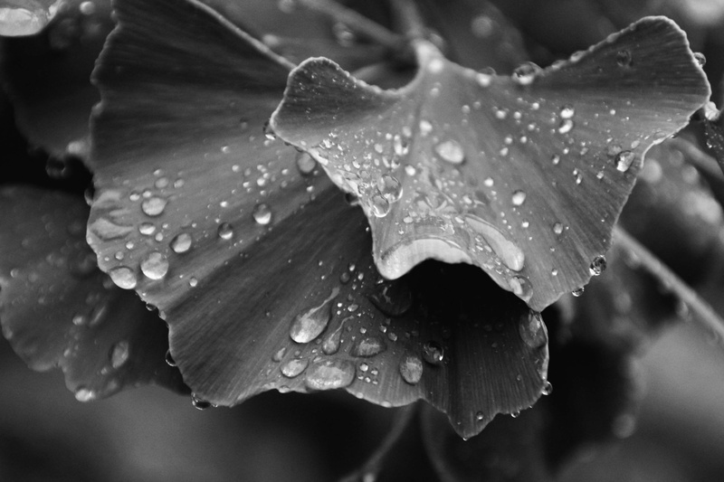 medical, leaf, close-up, wet, freshness, no people, flower, plant, growth, nature, flowering plant, purity, water, black white, beauty in nature, drop