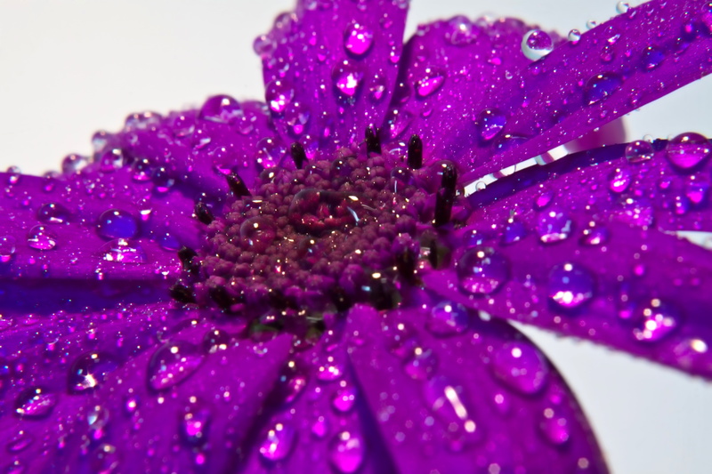 pollen, detail, raindrop, spring, daisy, close-up, vulnerability, beauty in nature, wet, flower head, nature, drop of water, 5K, bloom, water, growth