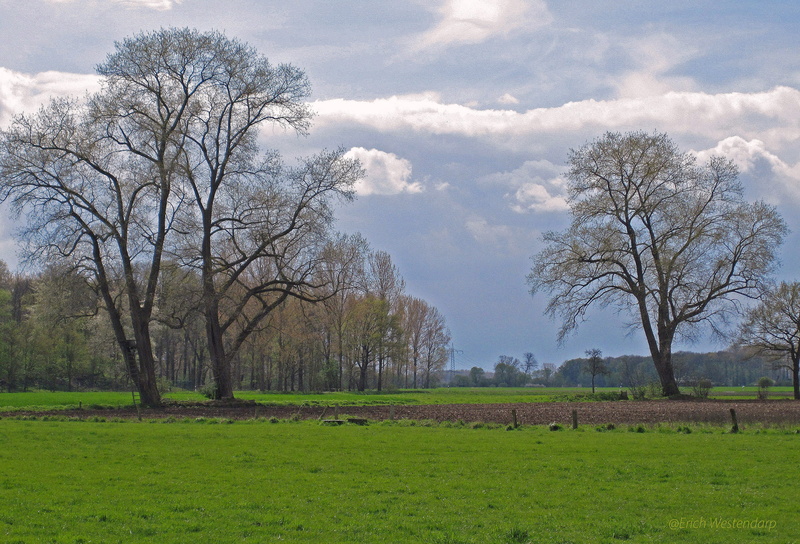 flat, environment, growth, season, land, day, scenics - nature, tree, rural Scene, plant, meadow, germany, sky, tranquility, flat land, shiver, april weather