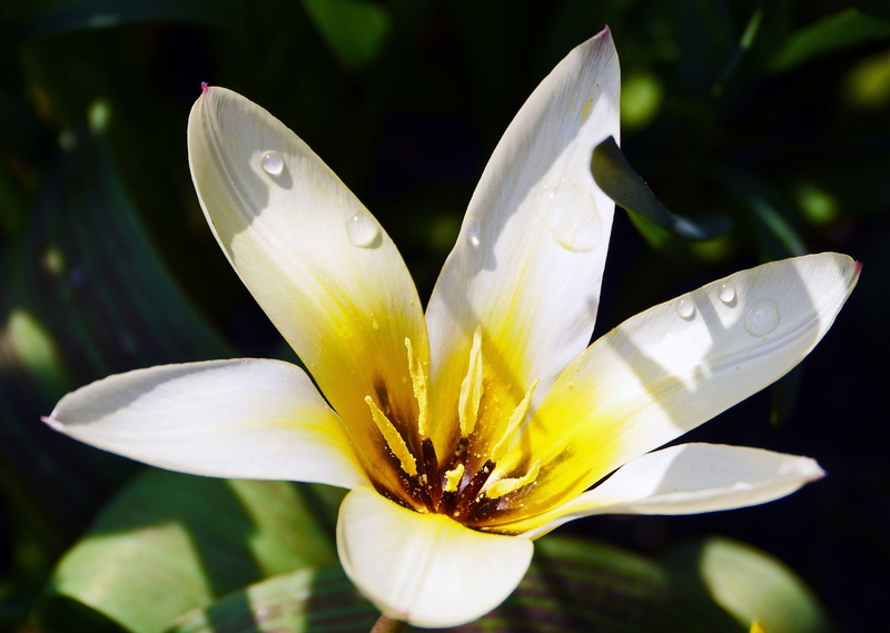 tulip, white color, nature, beauty in nature, yellow, flowering plant, open, stamens, flower Head, plant, focus on foreground, close-up, water Lily, vulnerability