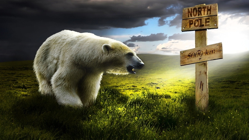 signpost, field, grassland, 1080P, polar bear, bear, grass, north pole