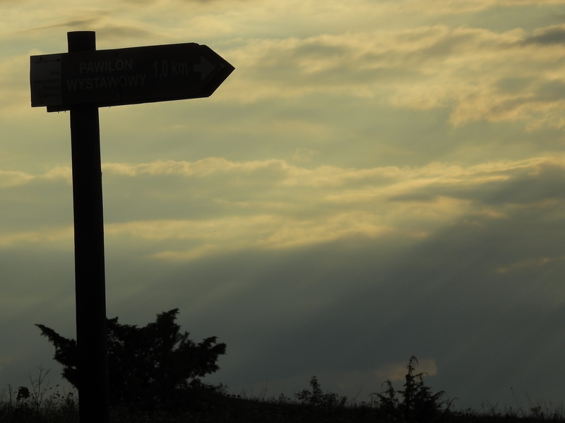directional sign, 4K, poland, tree, direction, hiking trails, communication, sky, cloud - sky, on the trail, no people, nature, sunset, sign, low angle view
