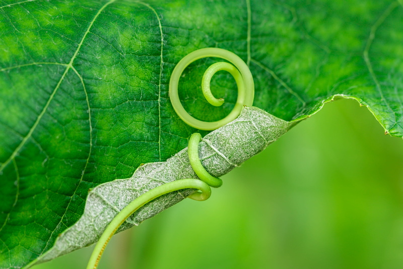 5K, curled up, climber, creeper, outdoors, leaves, vine, leaf vein, leaf, green color, tendril, drop, knot, freshness, nature, grapevine, plant part, close-up