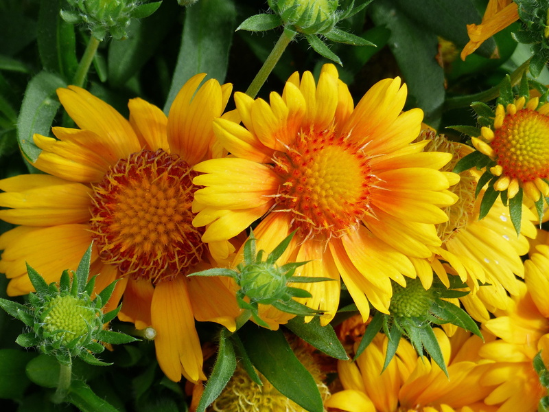 blooming, leaf, beauty in nature, yellow, petal, plant part, 4K, fragility, seson, inflorescence, freshness, flowering plant, flower head, blooms, beautiful