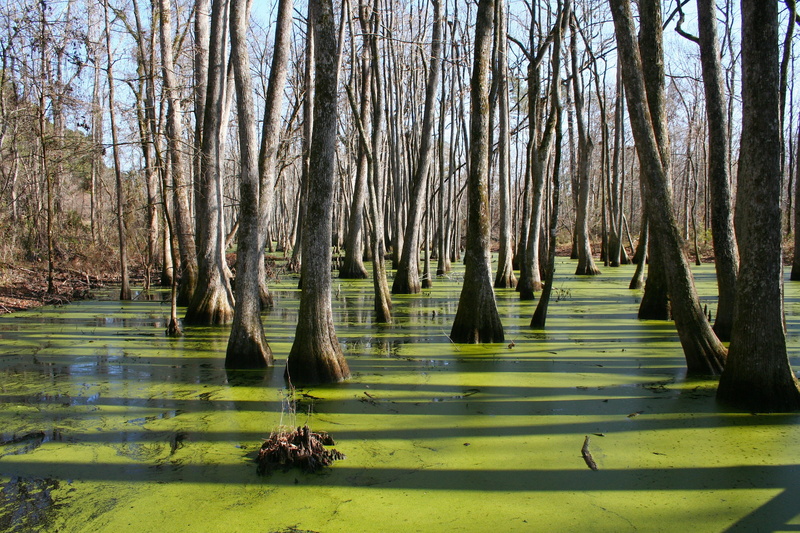 sunlight, Trees, nature, outdoors, winter, Mississippi, body, reflection, day, Cypress Swamp, outside, land, scenics - nature, tree trunk, sunny, waterfront