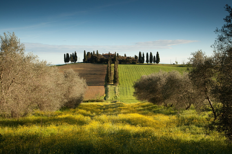 scenics - nature, no people, tree, mansion, history, plant, tuscany, cypress, outdoors, nature, sunlight, old ruin, road, tranquil scene, built structure