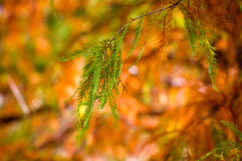 5K, plant part, outdoors, green, cypress, no people, morning, woodland, autumn, coniferous tree, plant, pinaceae, selective focus, green color, sunrise