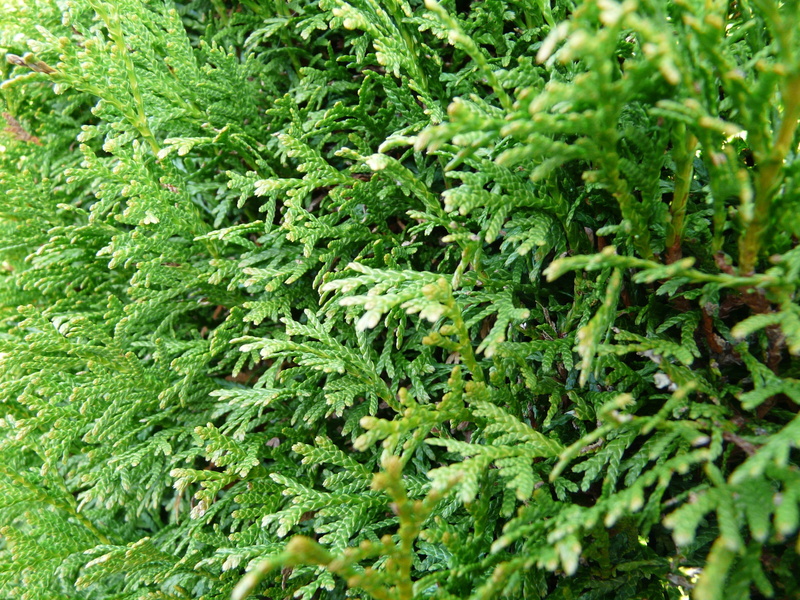 freshness, plant part, day, Thuya, leaf, nature, ornamental plant, foliage, evergreen bush, Thuja, food and drink, growth, plant, thuya hedge, cypress under glass