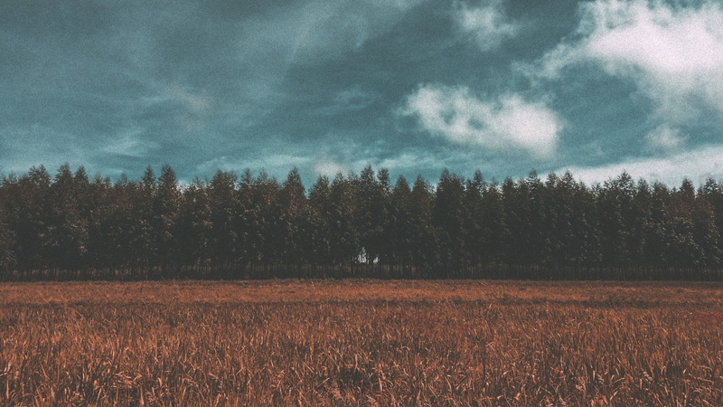field, plains, sky, clouds, grass, rural scene, agriculture, nature, cloud - sky, environment, non-urban scene, green, day, land, scenics - nature, trees