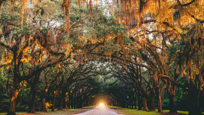 park, tree canopy, tunnel, grove, trunk, tree tunnel, tree trunk, land, treelined, direction, tree lane, growth, change, road, diminishing perspective