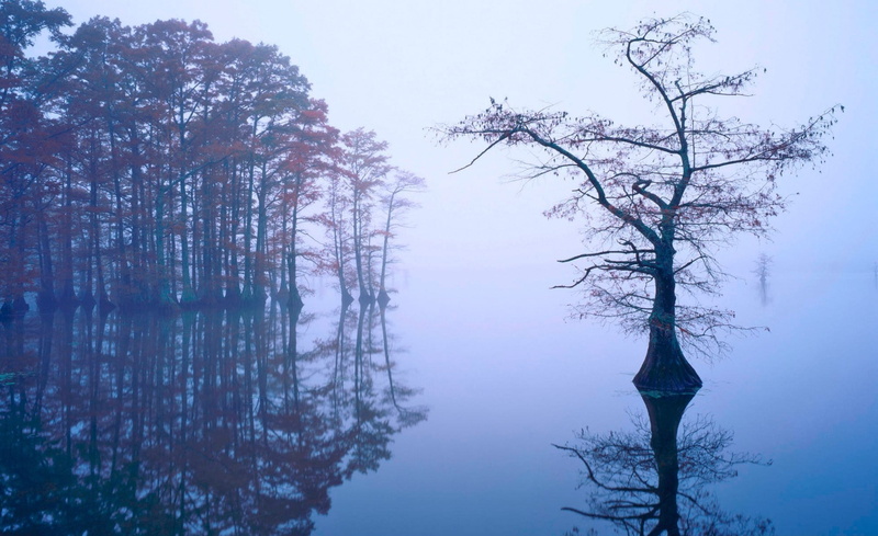 sky, 1080P, tranquil scene, Cypress, trunk, non-urban scene, outdoors, beauty in nature, Bald, scenics - nature, no people, nature, Seasons, water, trees