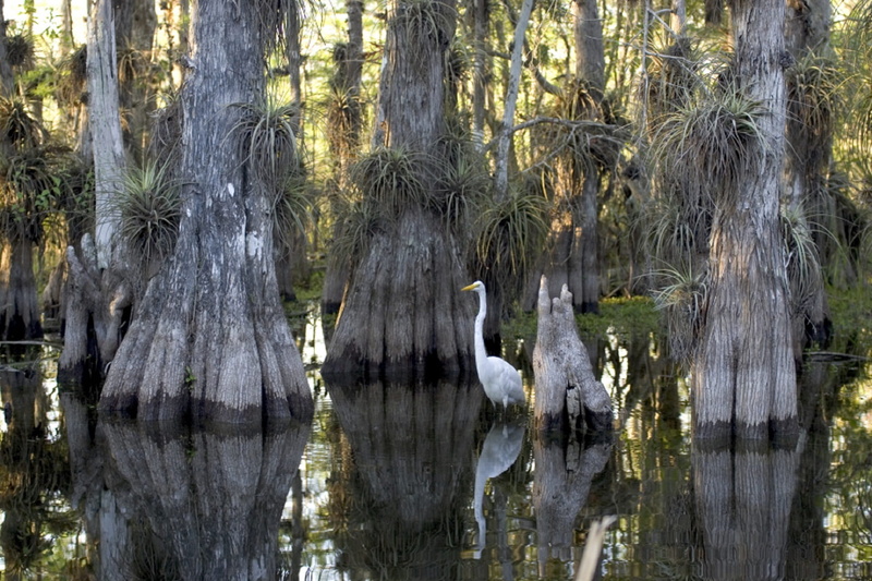 no people, swan, scenics - nature, great, 1080P, reflection, growth, nature, lake, park, water, tranquility, beauty in nature, beside, tranquil, everglades