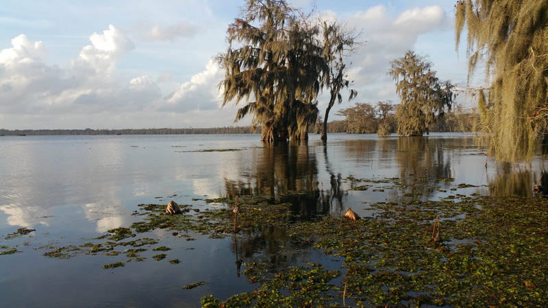 day, tranquility, scenics - nature, land, Louisiana, Cypress Trees, sky, nature, growth, idyllic, reflection, 5K, tranquil scene, water, beauty in nature