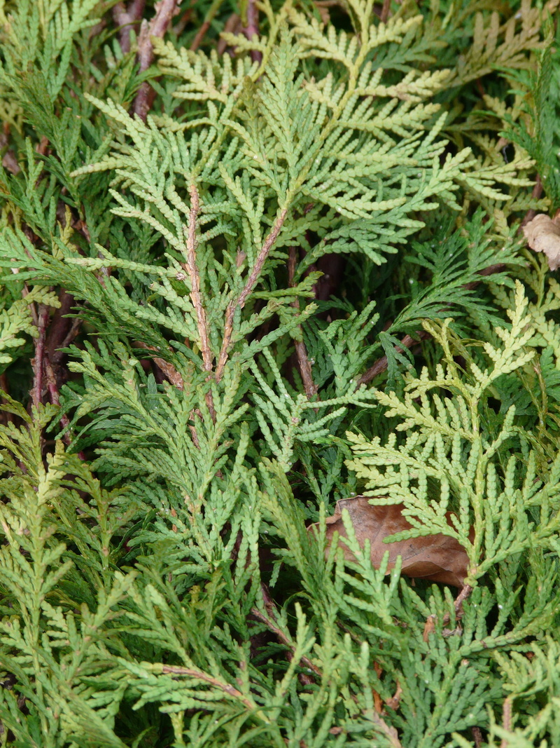 ordinary thuja, full frame, western thuja, pin valley, herb, tree, cupressaceae, day, lebensbaum, freshness, no people, pflane, field, outdoors, plant