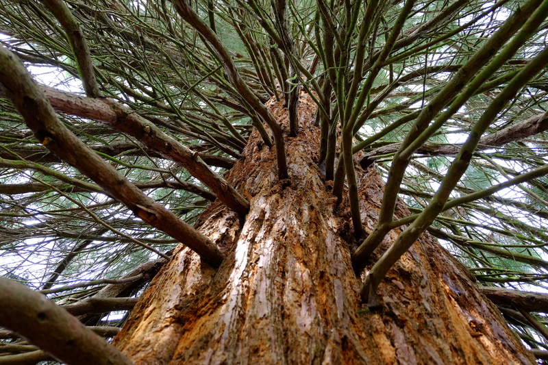 beauty in nature, close-up, large, branches, Tree, outdoors, woodland, Tribe, redwood branches, coniferous tree, plant, trunk, directly below, tree Trunk