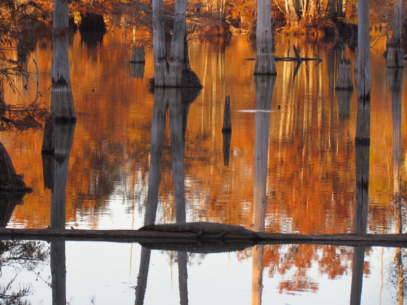 water, trunk, nature, swamp, alligator, orange color, plant, no people, non-urban scene, landscape, beauty in nature, reflection, 1080P, usa, factory