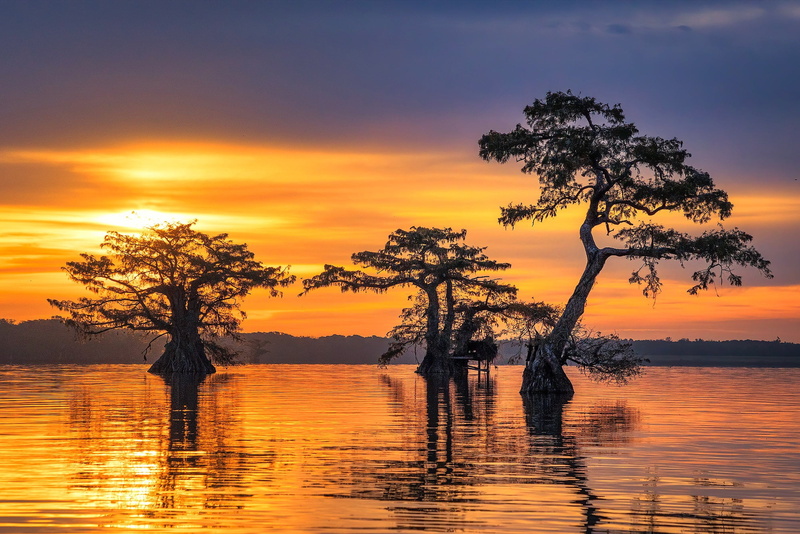 1080P, cypress trees, sunrise, trio, swamp