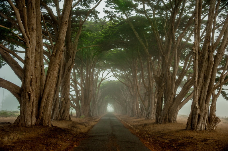 green, morning, trees, road, cypress, tunnel, 4K, CA