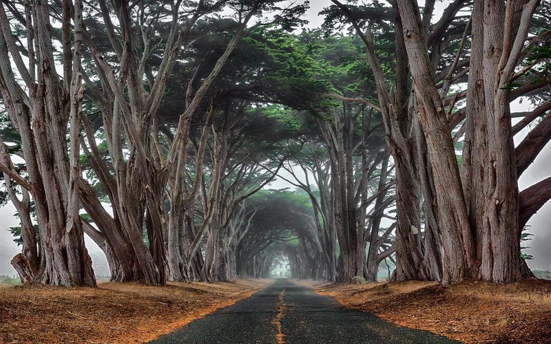 transportation, branch, beauty in nature, forest, the way forward, diminishing perspective, tree, treelined, growth, no people, tree trunk, 1080P, direction