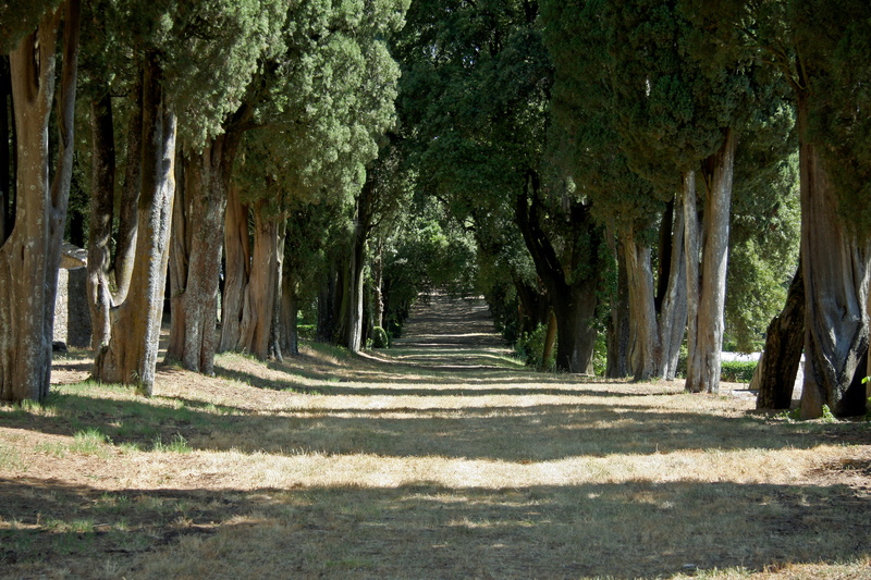 tuscany, growth, day, trunk, nature, mediterranean, tree trunk, no people, plant, forest, direction, tree canopy, land, umbria, 4K, italy, road, diminishing perspective
