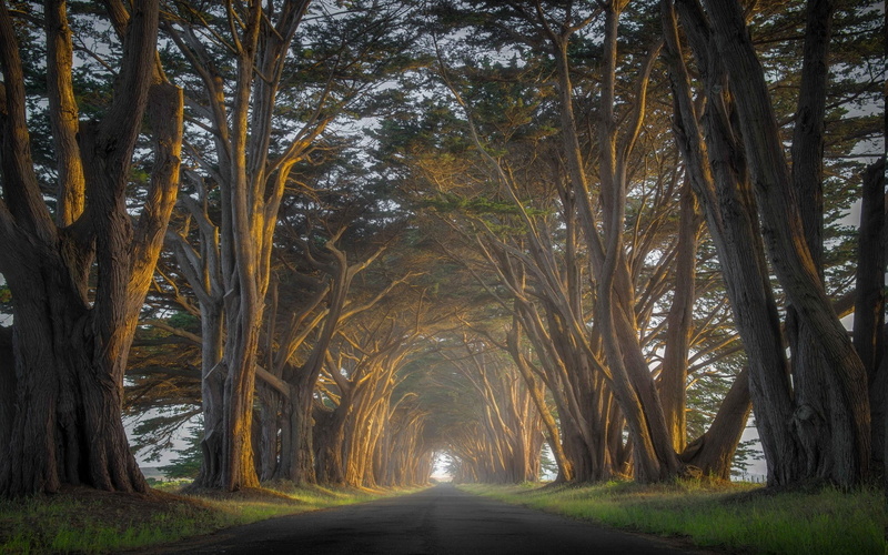 tunnel, mist, 1080P, Trees, road, Cypress, sunrise, nature, landscape, grass