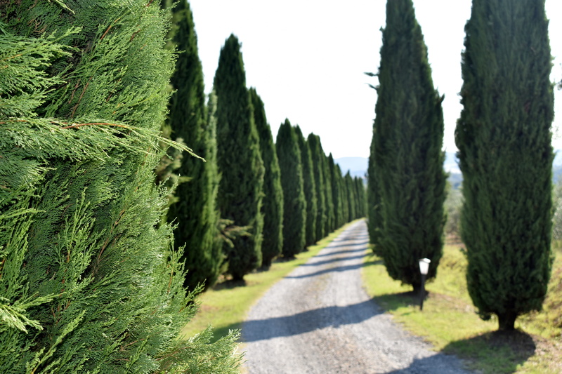 nature, sunlight, direction, campaign, green color, summer, tree, plant, treelined, viale, tuscany, landscape, 5K, footpath, tranquil scene, day, no people