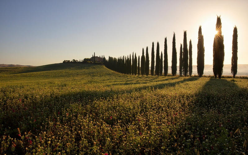 dawn, alley, 1080P, meadow, clover, morning, Italy, Tuscany, Poggio Covili, San Quirico dorcia, cypress, trees