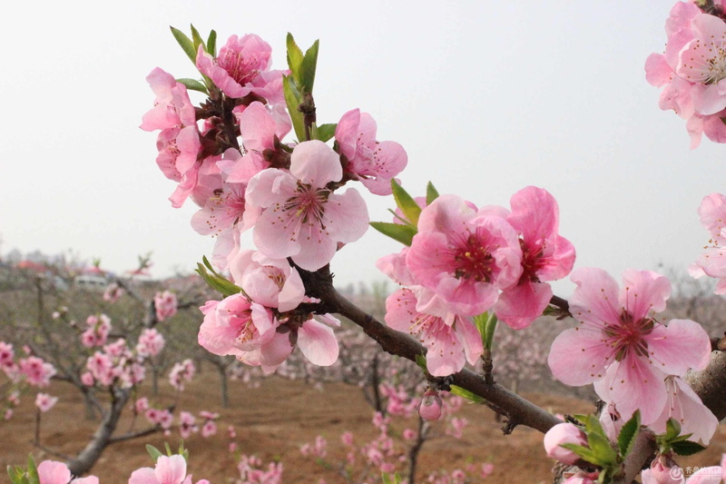 springtime, branch, flower, the real sakura, pink Color, cherry, flowering plant, close-up, cherry blossom avenue, japan, outdoors, spring, freshness, bunch of flowers