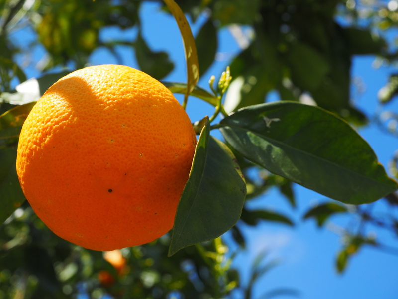 sweet orange, orange, healthy eating, leaf, no people, food, nutrition, citrus fruit, freshness, diamond green, citrus, fruit, mediterranean, orange grove